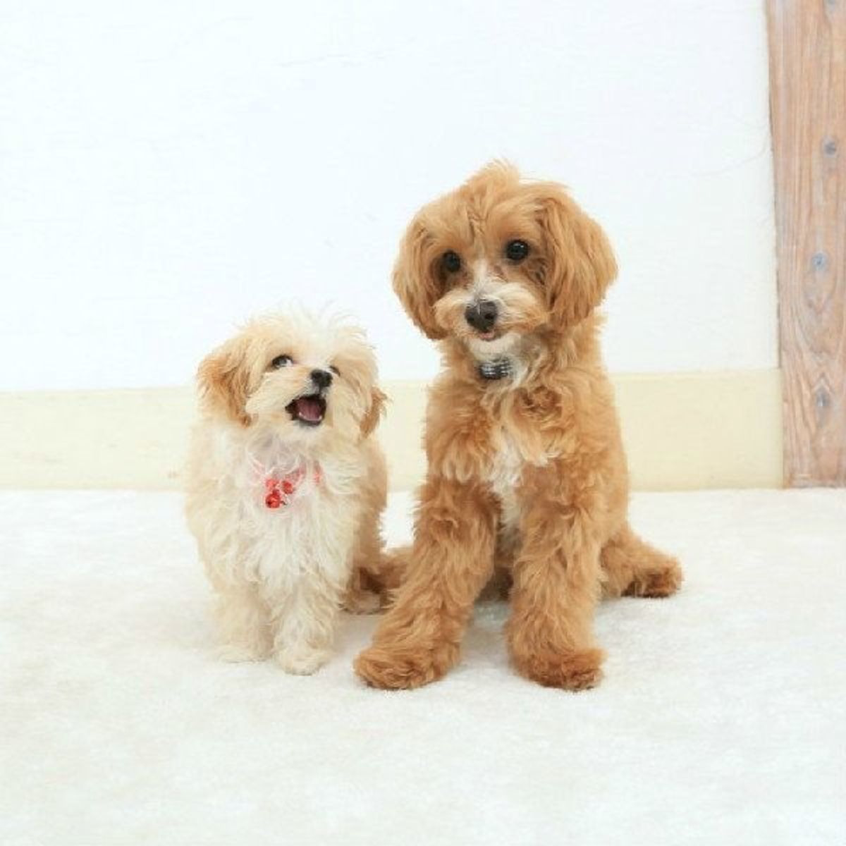 えっ 歯が二重に生える 歯のトラブルを起こしやすい犬種とは いぬのきもちweb Magazine えっ 歯が二重に生える 歯のトラブルを起こしやすい犬種とは いぬのきもちweb Magazine