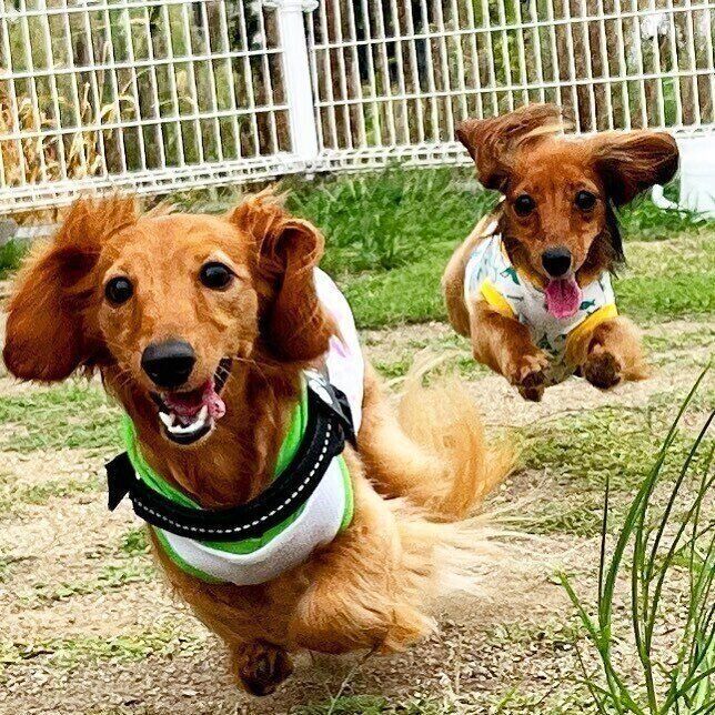 カニンヘンダックスフンドのメンマちゃんとお友達のミラちゃん