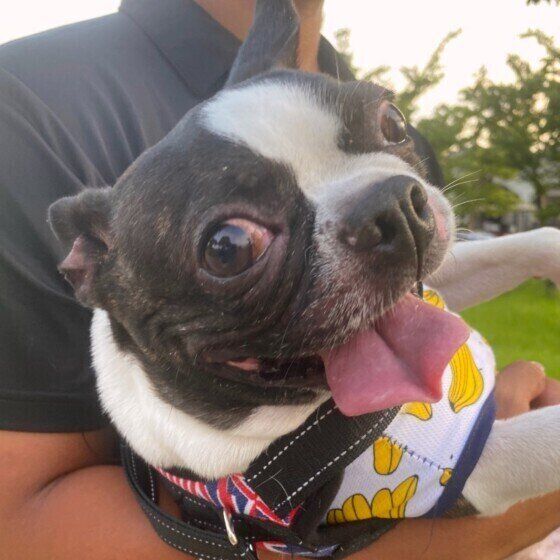 散歩するボストン・テリア