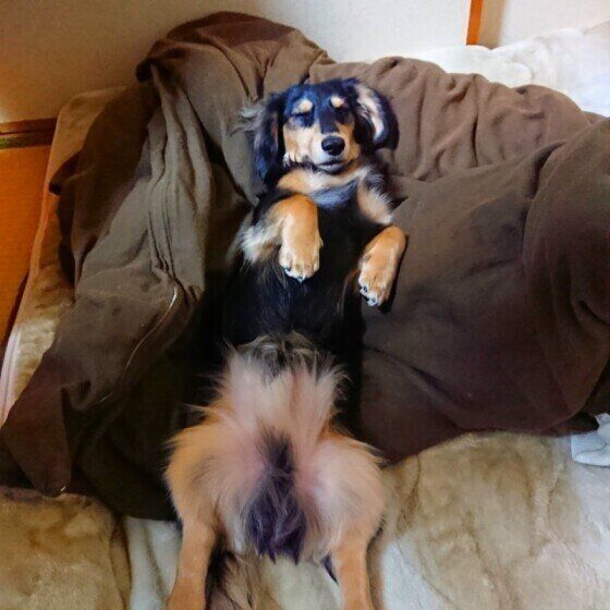 犬が ヘソ天 しているときのキモチとは 可愛い姿にキュン いぬのきもちweb Magazine