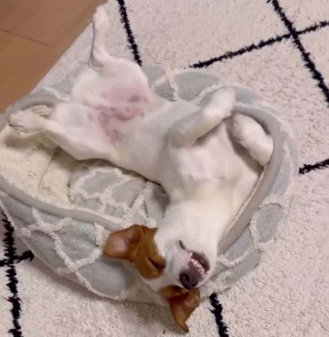 ヘソ天するとろろくん