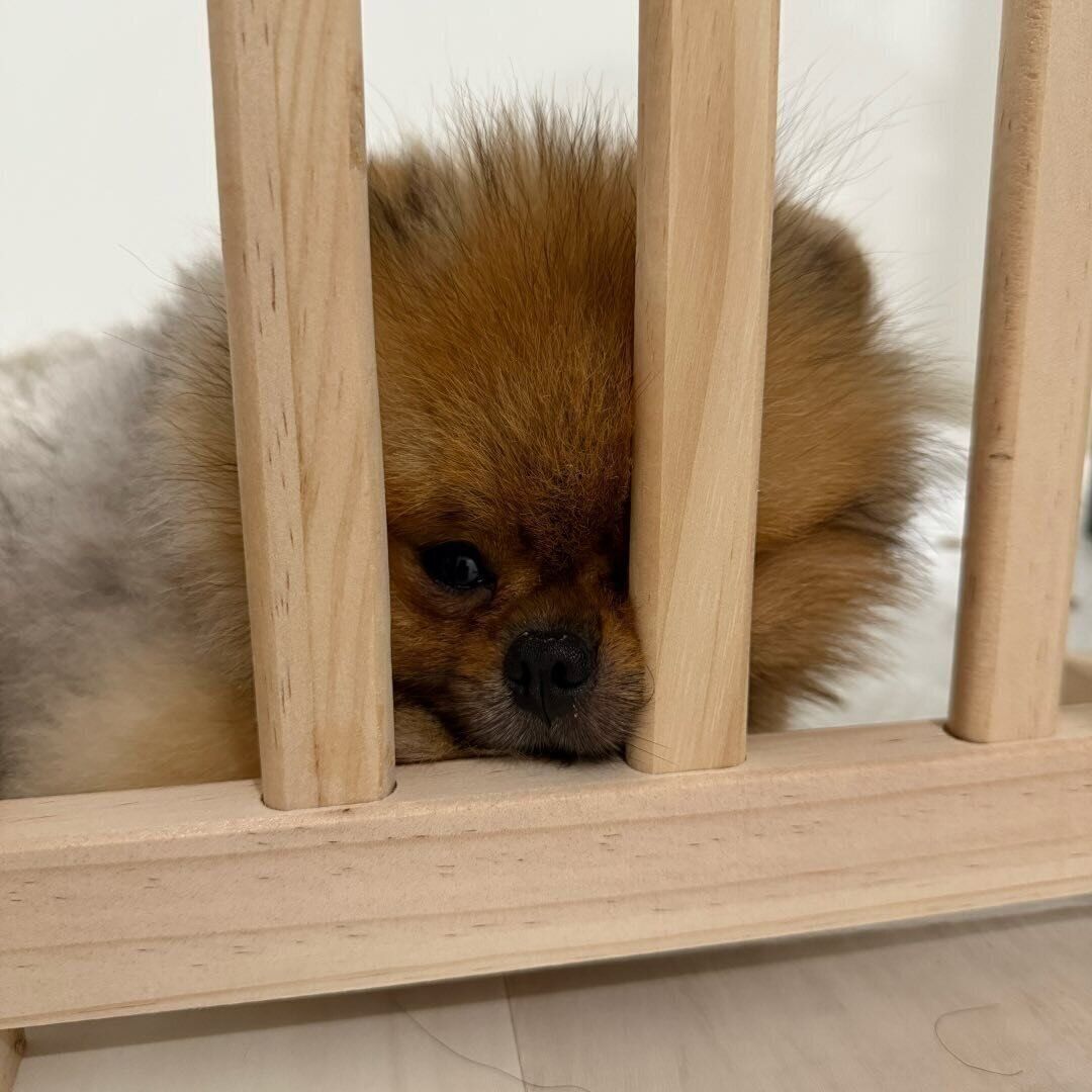 お迎えした頃のぶぶ丸くんの様子