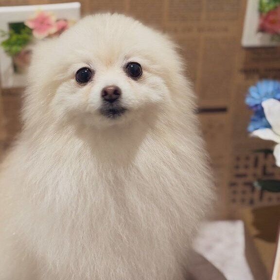 耳を後ろに倒しているもちこちゃん