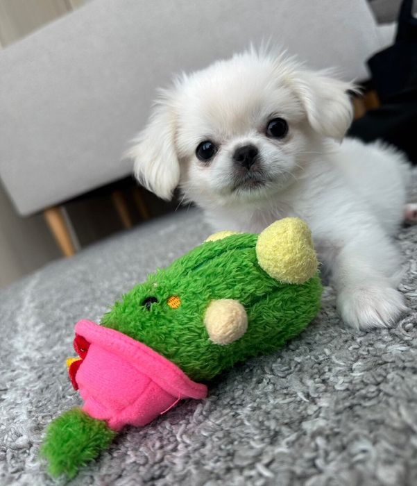 おもちゃで遊ぶ子犬
