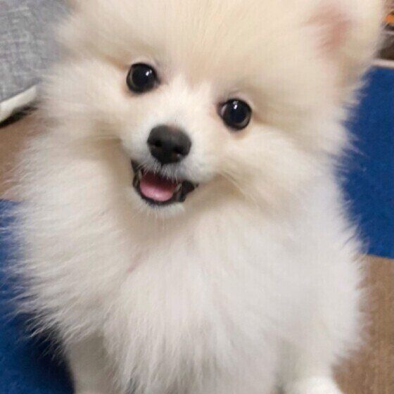 笑顔のポメラニアン