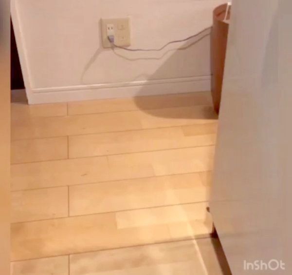 おやつが欲しくて文句を言う柴犬