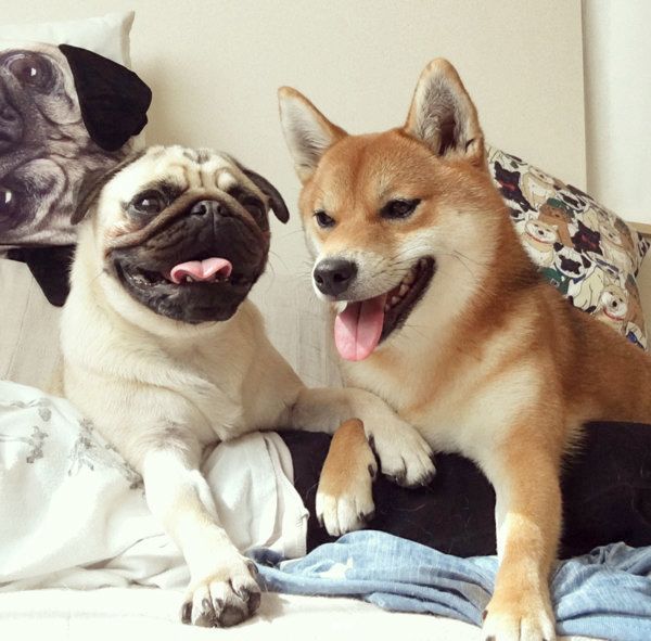 仲良しな柴犬とパグ