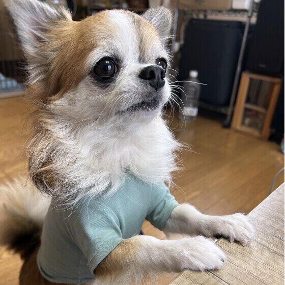 チワワ　僕にもちょうだい