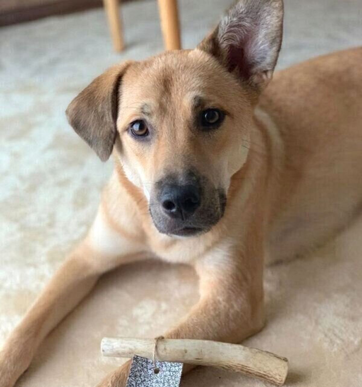 かわいい犬画像まとめ 年snsで人気の犬たちもご紹介 いぬのきもちweb Magazine かわいい犬画像まとめ 年snsで人気の犬たちもご紹介 いぬのきもちweb Magazine