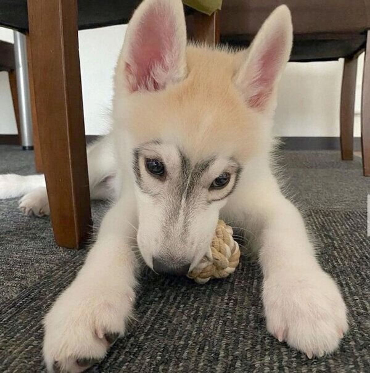 メガネ模様 がカワイイ生後3カ月のハスキーが半年後には 大人っぽい雰囲気に激変 いぬのきもちweb Magazine メガネ模様 がカワイイ生後3カ月のハスキーが半年後には 大人っぽい雰囲気に激変 いぬのきもちweb Magazine