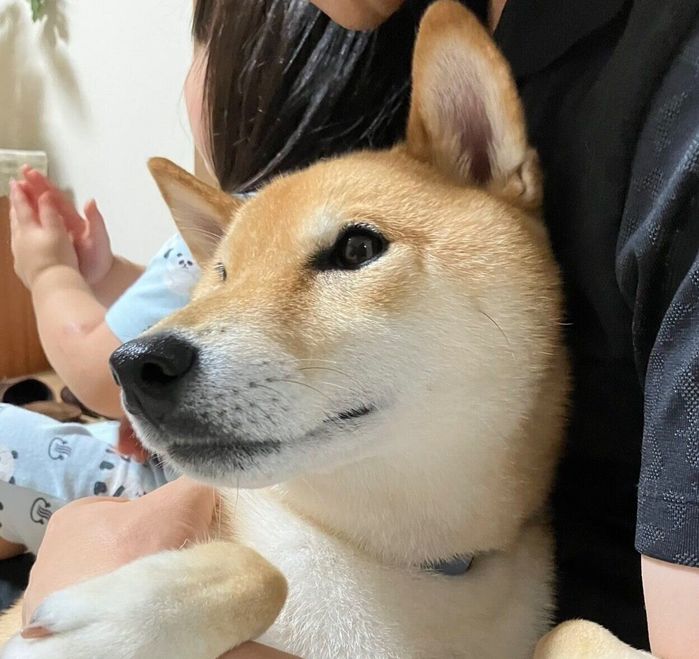 抱っこしてもらうコマさん