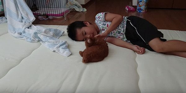 坊やとトイ・プードル