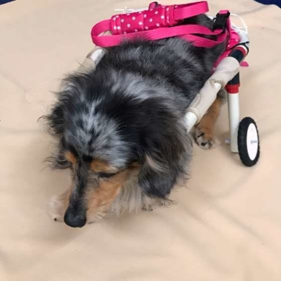 犬の介護が必要になるってどういうこと？