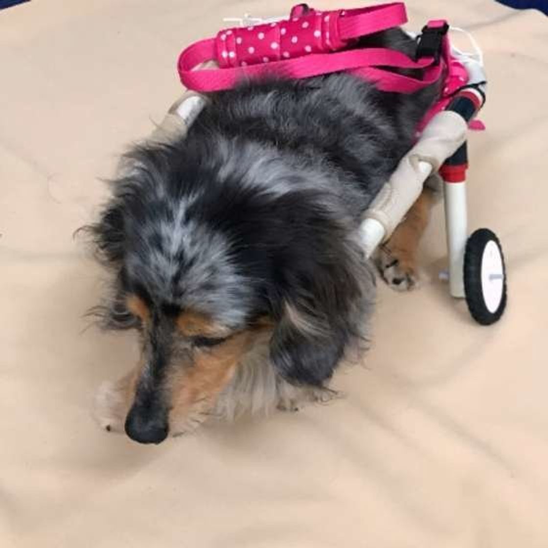愛犬の老いを受け入れて最期まで愛しぬこう 犬の介護が必要な場合 いぬのきもちweb Magazine 愛犬の老いを受け入れて最期まで愛しぬこう 犬の介護が必要な場合 いぬのきもちweb Magazine