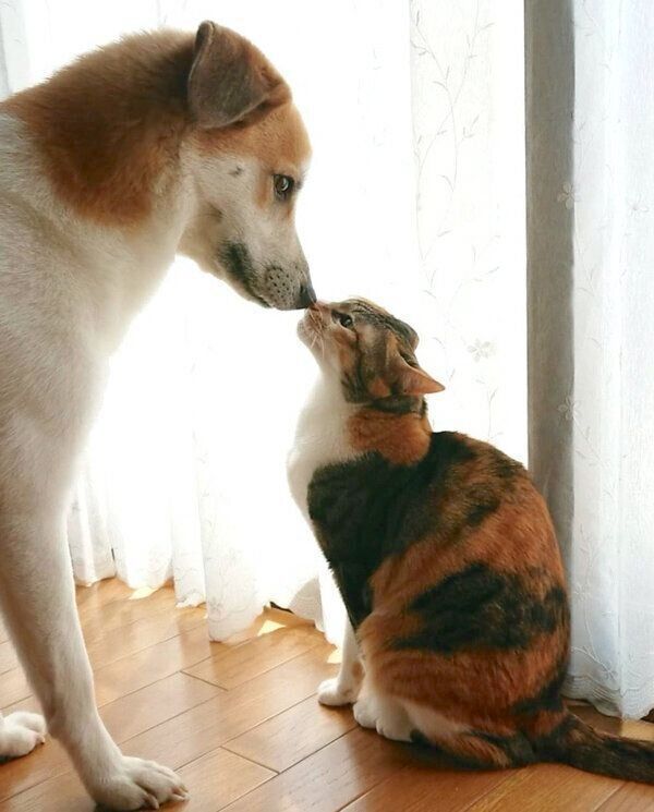 鼻をつけるコロちゃん、チコちゃん