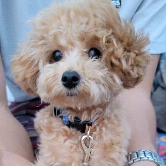 トイ・プードルのまろくん