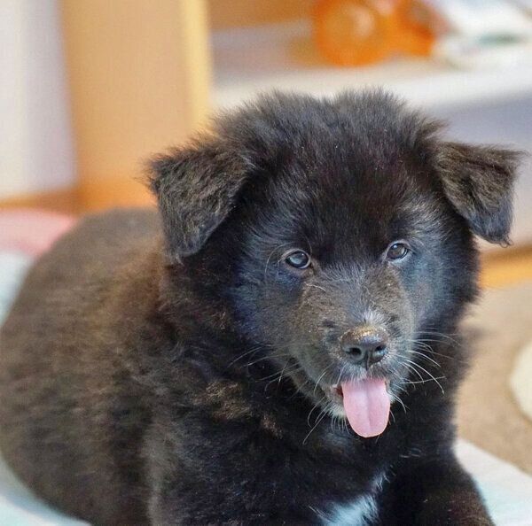 家族に迎えた頃のノアくん