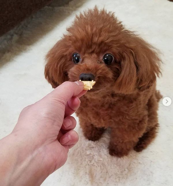 おっとっとを食べるトイ・プードル