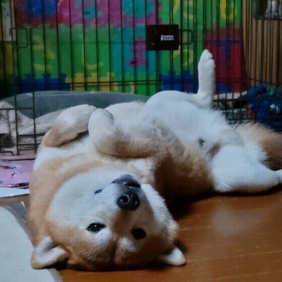 柴の武蔵麿くん