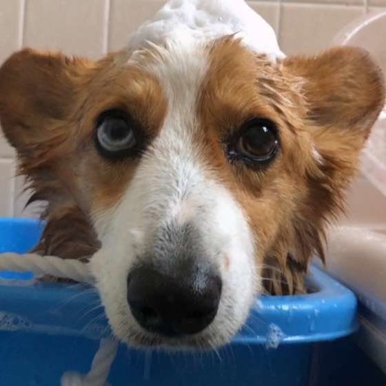 ウェルシュ・コーギー・ペンブローク