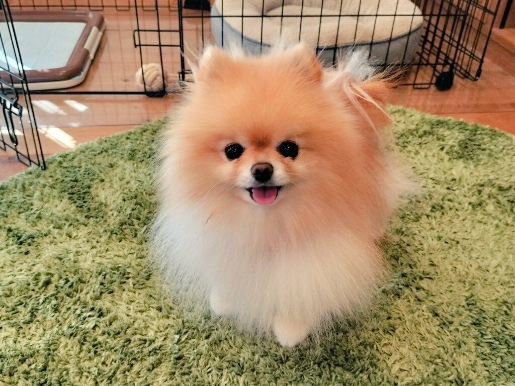 笑顔が可愛いぽぽちちゃん