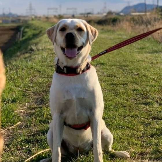 ラブラドール・レトリーバー