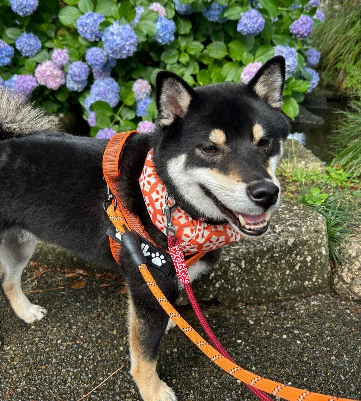 散歩を楽しむアルくん