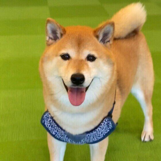 犬の疥癬症の症状と治療法 疥癬は人にもうつる人と動物の共通感染症 いぬのきもち