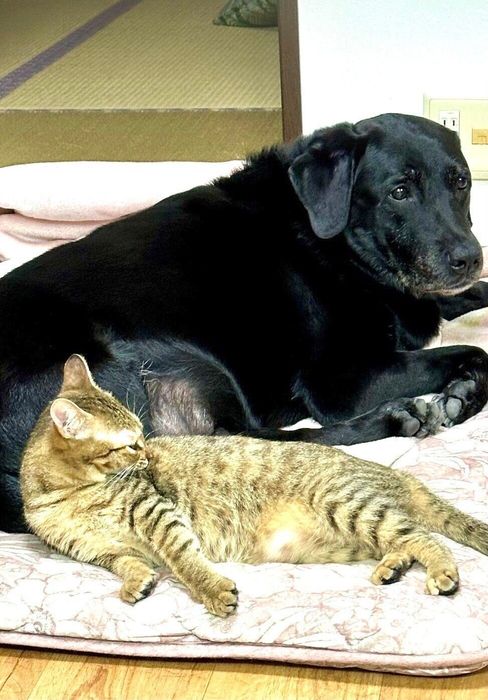 レオくんと後輩猫のムギちゃん