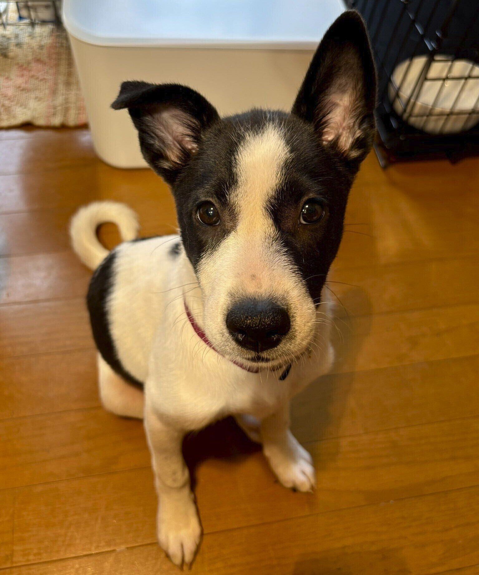 お迎え当初のパユちゃん　パユちゃんは「山で生まれ生後間もなく保護された」のだとか