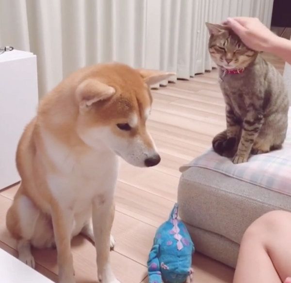 おやつがほしい柴犬