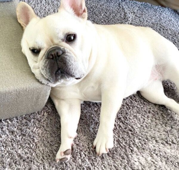 くつろぐひまわりちゃん