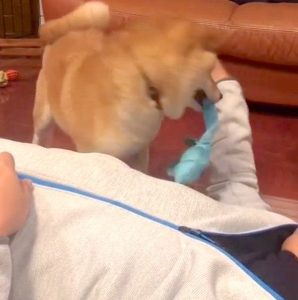 パパさんと遊びたい豆柴