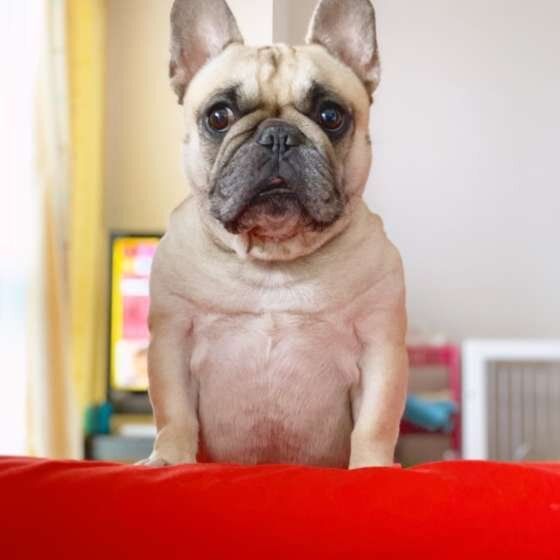 見つめるフレンチ・ブルドッグ