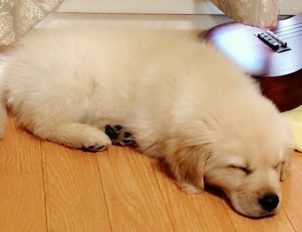 眠るゴールデン・レトリーバー