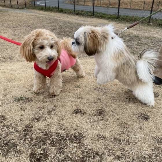 楽しそうなハニー君