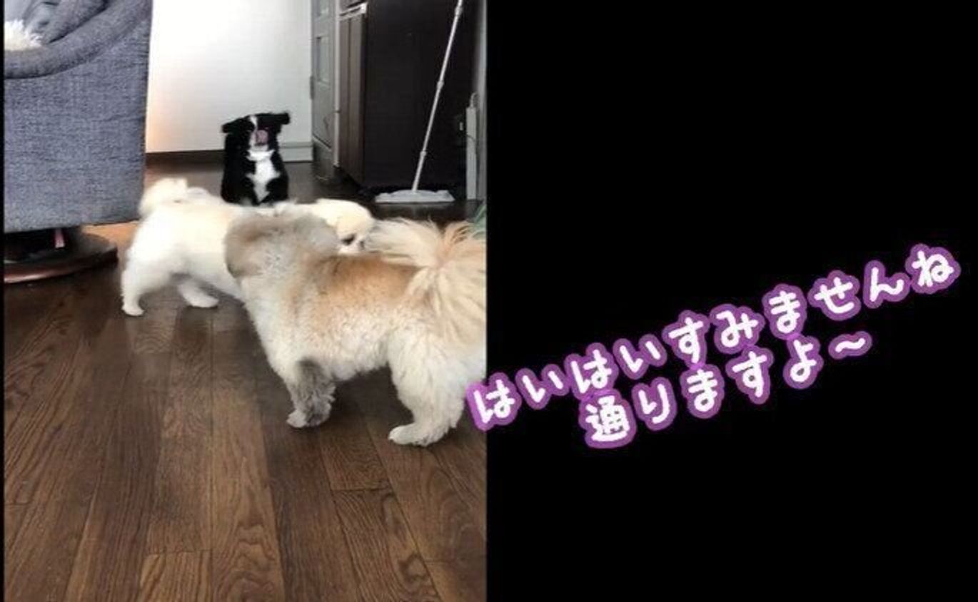 じゃれあう妹たちを横目に 冷静な姉犬 仲良し姉妹犬の日常にホッコリ いぬのきもちweb Magazine じゃれあう妹たちを横目に 冷静な姉犬 仲良し姉妹犬の日常にホッコリ いぬのきもちweb Magazine