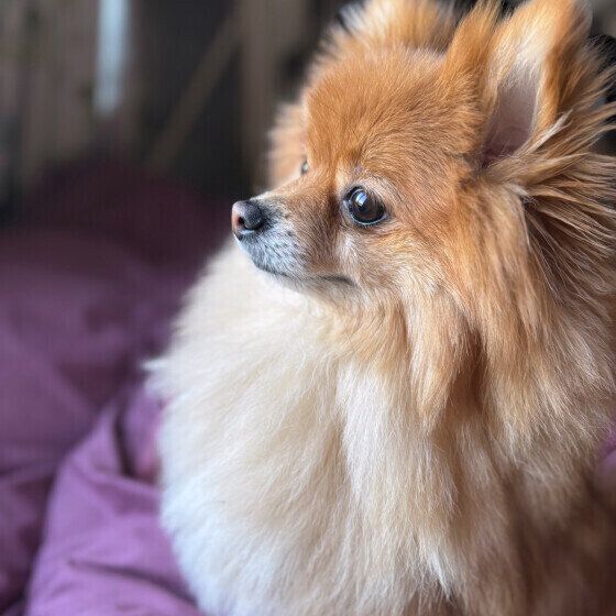 ポメラニアンのふうたくん