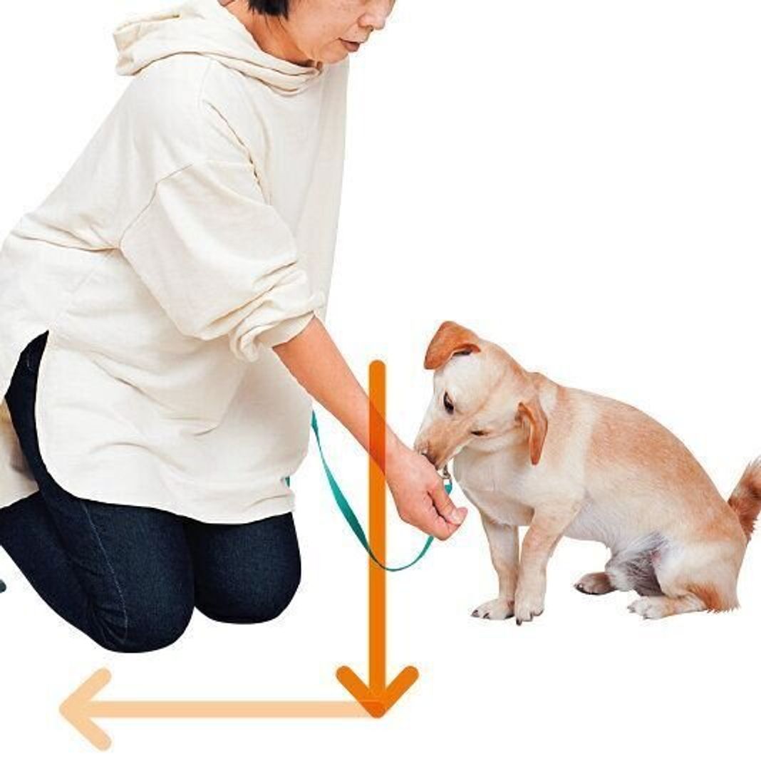 おやつがないと何もできない フセができない 指示しつけのお悩みにプロが答えます いぬのきもちweb Magazine おやつがないと何もできない フセができない 指示しつけのお悩みにプロが答えます いぬのきもちweb Magazine