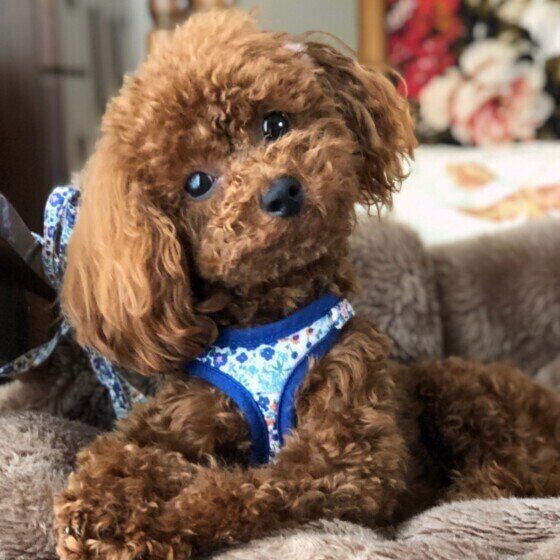 トイ・プードルの桃ちゃん