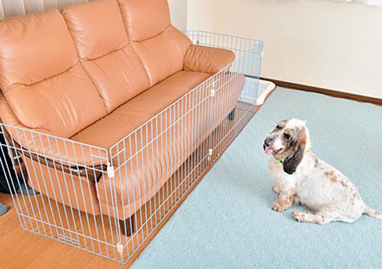 ソファとシニア犬