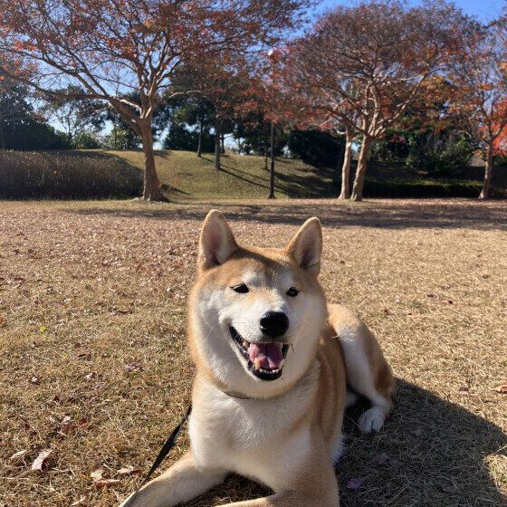 柴のタロウくん