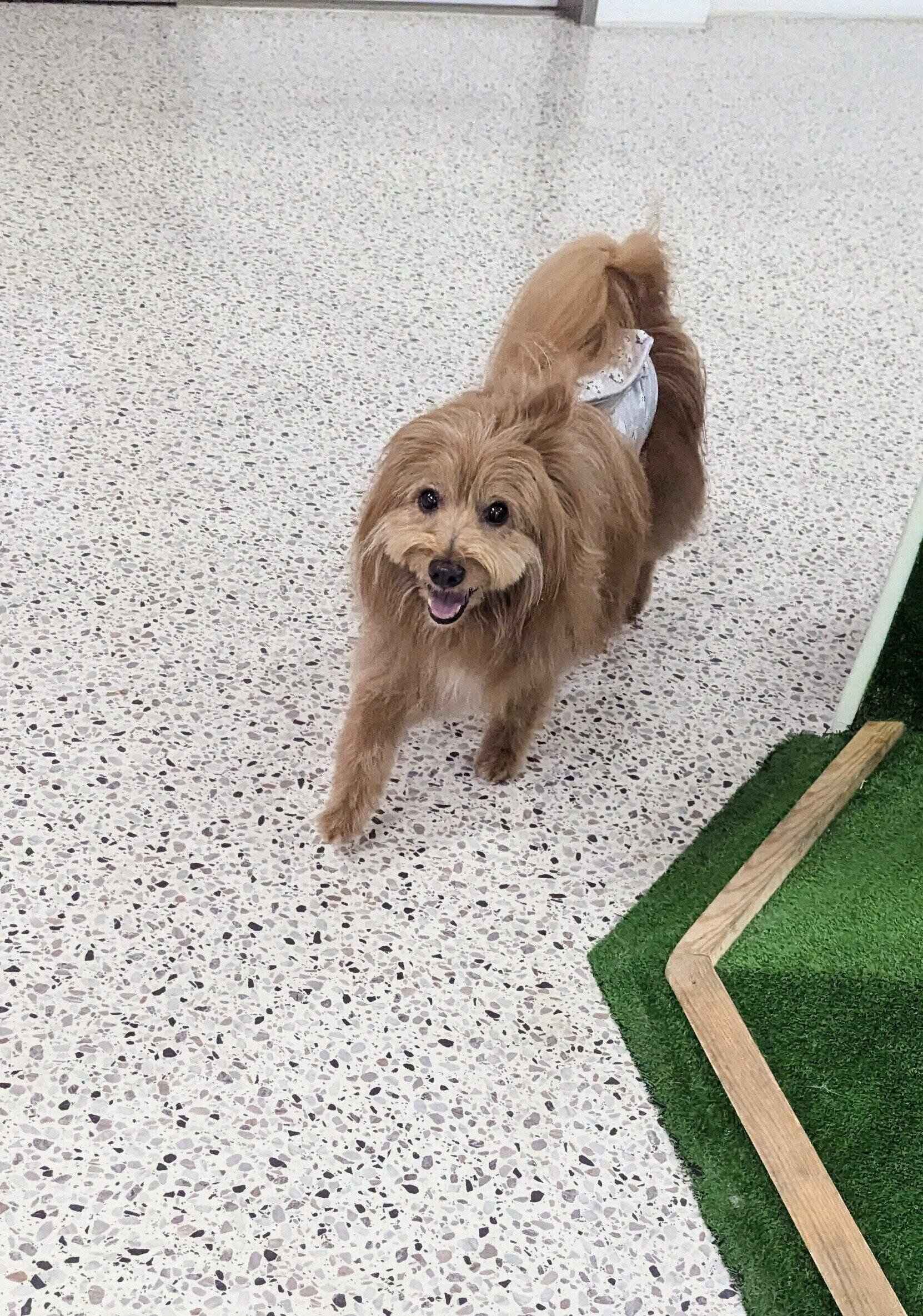 室内ドッグランで走る犬の写真