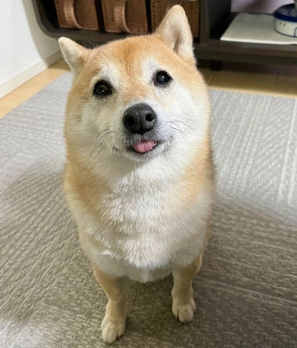 舌がちょろっと出てしまうこじろうくん