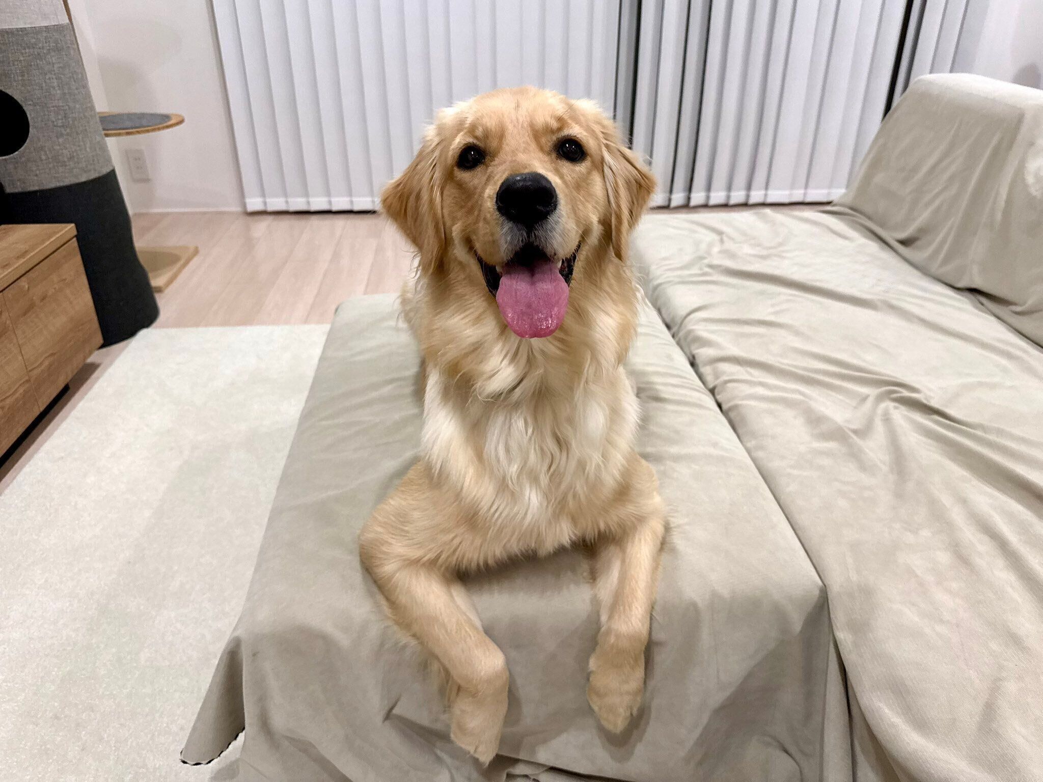 お迎えされてから1年を迎えたゴールデン・レトリバー