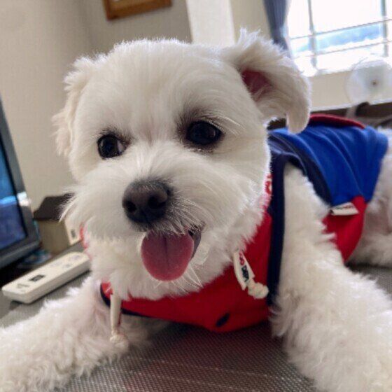 犬の腰痛が起こる原因とは？ 急性の腰痛と椎間板ヘルニアは何が違うの？ いぬのきもち