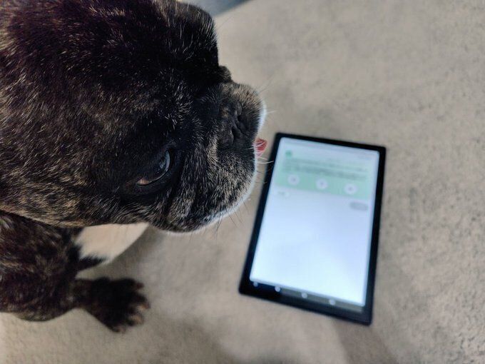 飼い主さんの勉強しているタブレット端末のそばにいるかんぱちくん