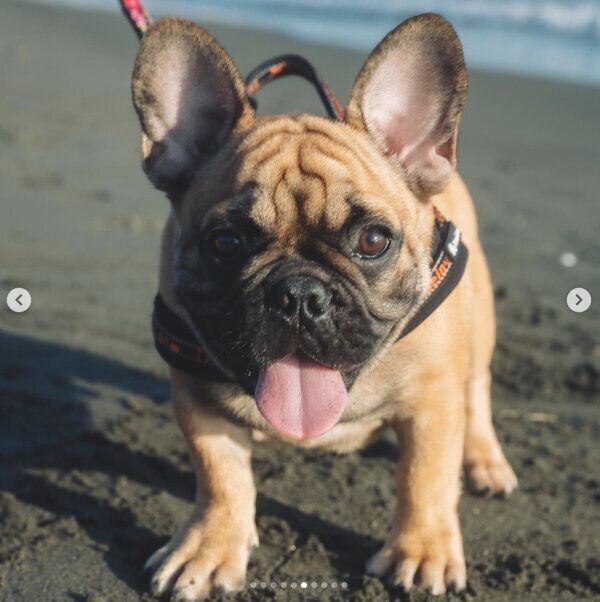 楽しそうなシャルルくん