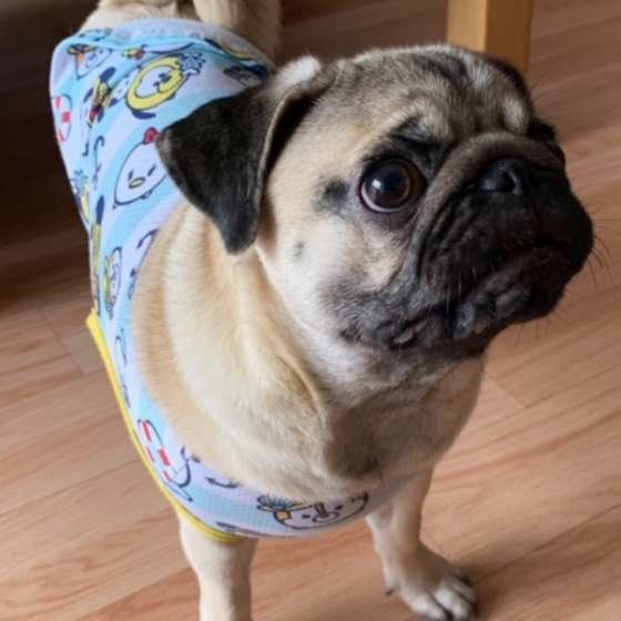 洋服を着るパグ