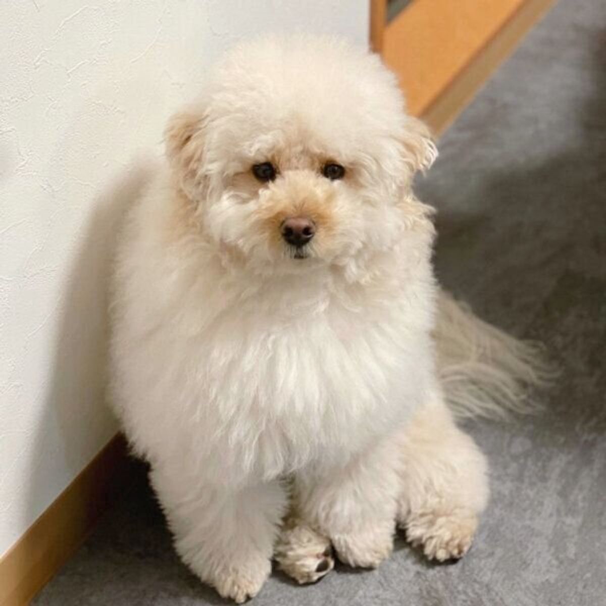 お散歩 ナシですか すべてを察した犬が見せた表情が 切な可愛い いぬのきもちweb Magazine お散歩 ナシですか すべてを察した犬が見せた表情が 切な可愛い いぬのきもちweb Magazine